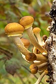 Honey fungus (Armillaria mellea)