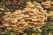 Honey fungus (Armillaria mellea)