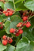Hakons Bramble (Rubus hakonensis), fruits