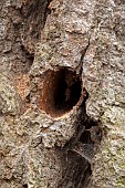 Large Longhorn Beetle (Cerambyx cerdo) gallery in a pedunculate oak (Quercus robur) trunk
