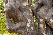 Fused branches of a Persian ironwood (Parrotia persica)