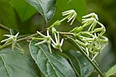 Strigilate cestrum (Cestrum strigilatum), flowers