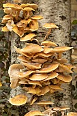 Honey fungus (Armillaria mellea)