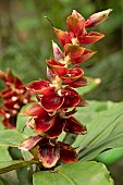 Spiral ginger (Costus pulverulentus), inflorescence