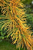 Chinese golden larch (Pseudolarix amabilis), needles