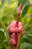 Pink banana (Musa velutina), inflorescence