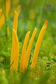 Yellow club fungus (Clavulinopsis helvola)