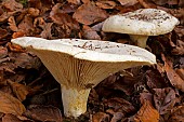 Fleecy Milkcap (Lactarius vellereus)