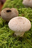 Common puffball (Lycoperdon perlatum)