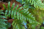 Common polypody (Polypodium vulgare), leaves