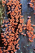 Slime mold (Trichia decipiens)