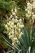 Curve-leaf yucca (Yucca gloriosa var. tristis), flowers