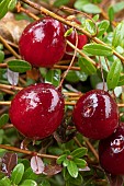 American cranberry (Vaccinium macrocarpon), berries