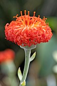 Coral senecio (Kleinia fulgens), flower