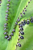 Mother of Thousands (Kalanchoe daigremontiana), propagules