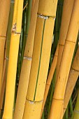 Sulphur bamboo (Phyllostachys sulphurea Robert Young), stem