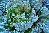 Frosted Batavia heart (Lactuca sativa), Jardin Potager, Hérault, France