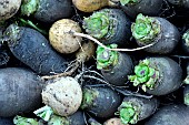 Harvest of Navets boules dor and Navets Noirs De Pez ( Dit De Pardaillan) - Brassica rapa L. subsp. rapa, Jardin Potager, Hérault, France