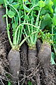 Harvest of Navets Noirs De Pez ( Dit De Pardaillan) - Brassica rapa L. subsp. rapa, Jardin Potager, Hérault, France