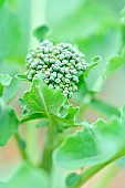 Young heads of broccoli - Brassica oleracea, Jardin Potager, Hérault, France