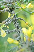 Aphid invasion on broccoli stems - Brassica oleracea, Jardin Potager, Hérault, France