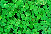 Leaves of Oxalide Corniculée, top view - Oxalis corniculata, Jardin Potager, Hérault, France