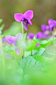 Violet flower - Viola, Jardin Potager Hérault, France