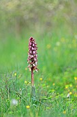 Giant Orchid (Himantoglossum robertianum) in a wasteland, Hérault, France