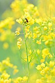 Inflorescence of Navets Noirs De Pez ( Dit De Pardaillan) - Brassica rapa L. subsp. rapa, Jardin Potager, Hérault, France