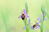 Inflorescence of Woodcock Orchid (Ophrys scolopax), Saint Geniès de Fontedit, Hérault, France