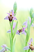 Inflorescence of Woodcock Orchid (Ophrys scolopax), Saint Geniès de Fontedit, Hérault, France