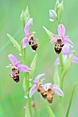 Inflorescence of Woodcock Orchid (Ophrys scolopax), Saint Geniès de Fontedit, Hérault, France