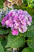 Hydrangea (Hydrangea macrophylla) Magical Amethyst