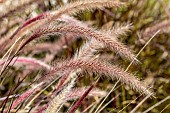 Spikes of Crimson fountaingrass (Pennisetum setaceum Rubrum)