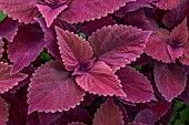 Coleus (Solenostemon sp.) with purple foliage