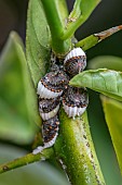 Cluster of Cottony cushion scale (Icerya purchasi) females on a Lemon tree (Citrus x limon)