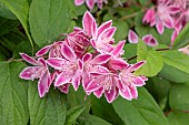 Deutzia Strawberry Fields (= Tourbillon Rouge)