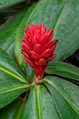 Red rose ginger (Costus osae)