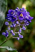 Blue Ginger (Dichorisandra thyrsiflora) inflorescence