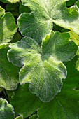 Peppermint geranium (Pelargonium tomentosum) leaves