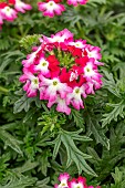 Florists verbena Samira Cherry Wing