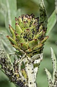 Black bean aphids (Aphis fabae) on artichoke (Cynara scolymus)