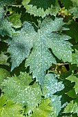 Vine leaves (Vitis vinifera) treated with Bordeaux mixture in july