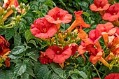 Trumpet vine (Campsis radicans)