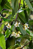 Australian Laurel (Pittosporum undulatum) flowers