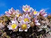 Spring pasqueflower (Pulsatilla vernalis) also called arctic violet, lady of the snows growing near Mt. Watles. Europe, Italy, South Tyrol, Alto Adige, spring
