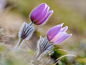 Spring pasqueflower (Pulsatilla vernalis) also called arctic violet, lady of the snows growing near Mt. Watles. Europe, Italy, South Tyrol, Alto Adige, spring
