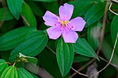 Malabar Melastome (Melastoma malabathricum) flower, Danang, Vietnam