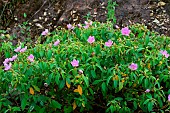 Malabar Melastome (Melastoma malabathricum) in bloom, Danang, Vietnam