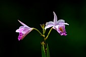 Bamboo orchid (Arundina graminifolia) flowers, Bach Ma National park, Vietnam